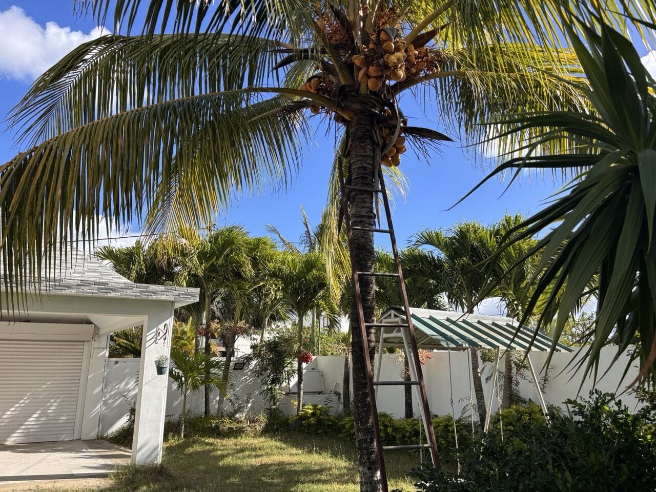 VILLA 4 CHAMBRES AVEC PISCINE ET JARDIN ARBORÉ – MORCELLEMENT BEAU MANGUIER, PÉREYBÈRE - Photo 4