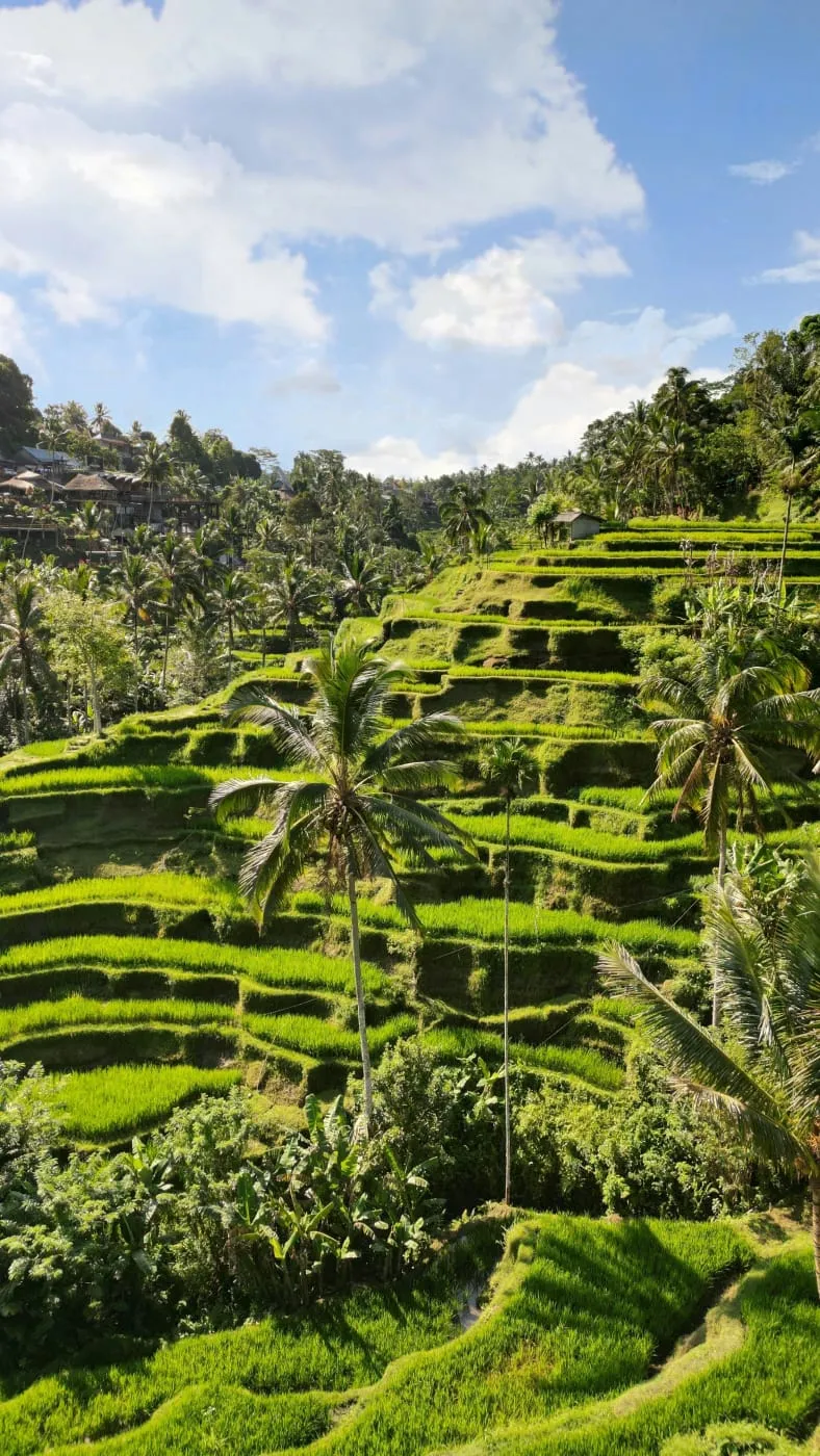 Rizières en terrasses et palmiers à Bali